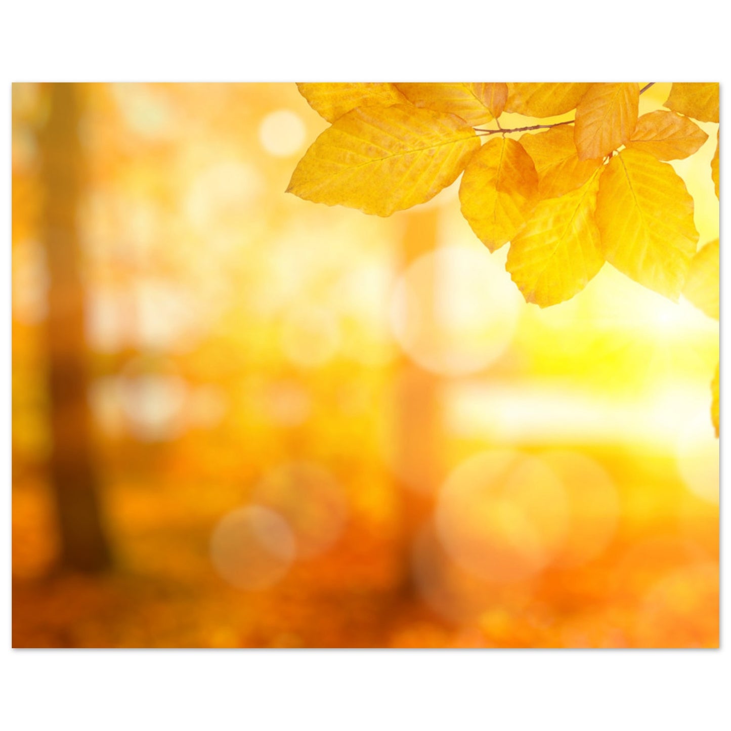 Nature Collection No: 09